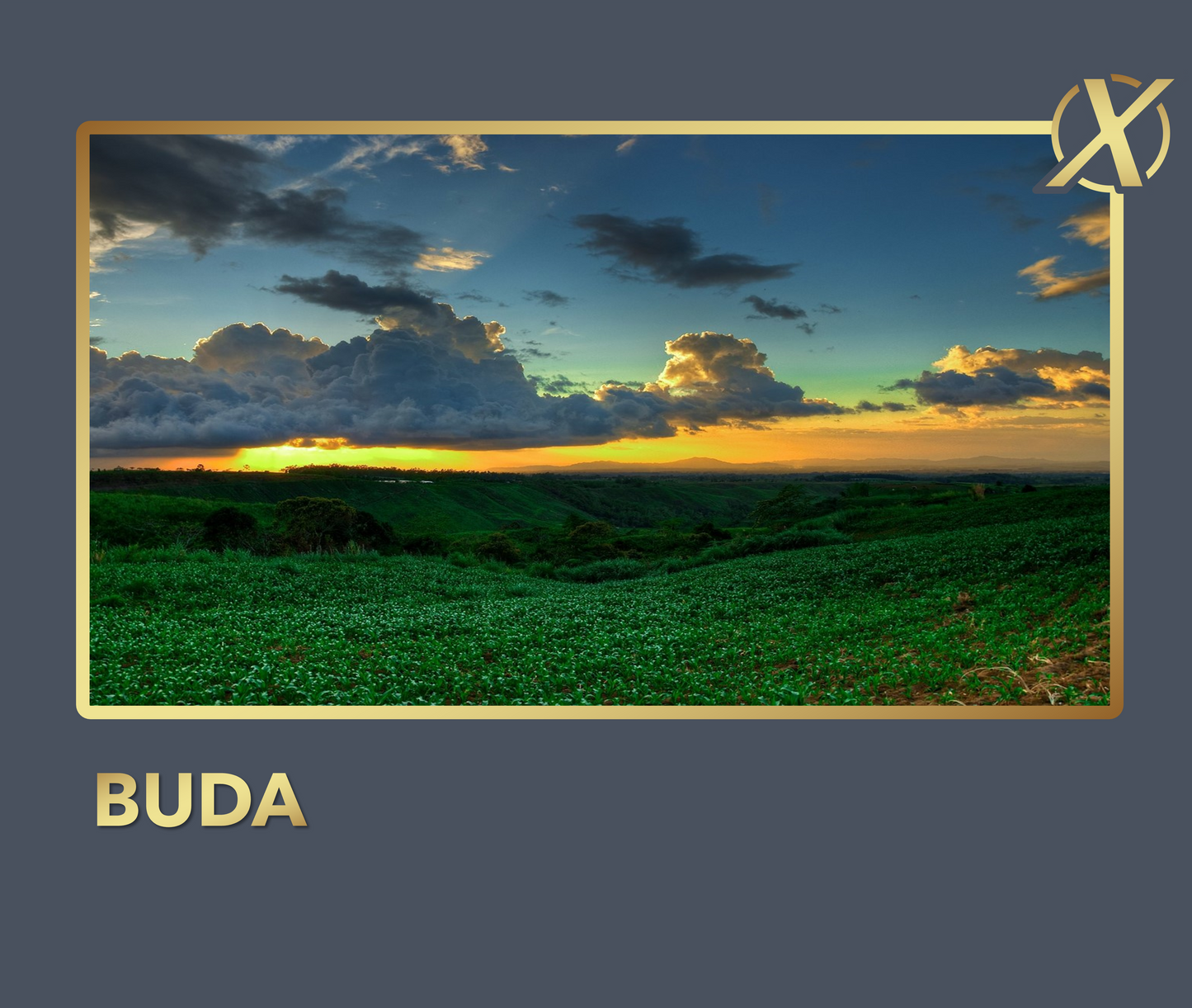 BUDA X