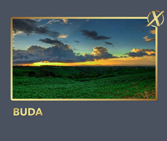 BUDA X